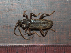 Trichoferus campestris