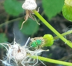 Agapostemon splendens