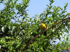 Ramphocelus flammigerus icteronotus