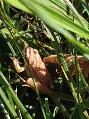 Rana