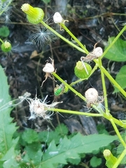Agapostemon splendens