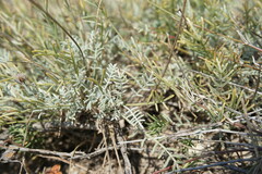 Astragalus tenuifolius