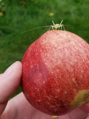 Oecanthus quadripunctatus