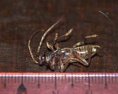 Trichoferus campestris