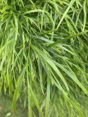 Acacia cognata