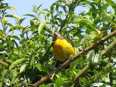 Ramphocelus flammigerus icteronotus