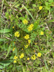 Ixeridium laevigatum