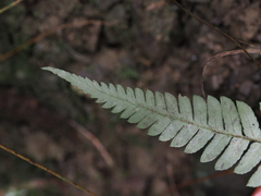 Dryopteris varia