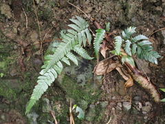 Dryopteris varia