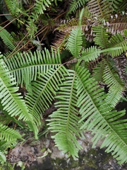 Dicranopteris pedata