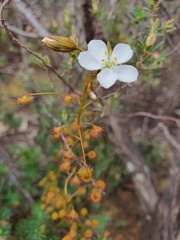 Drosera planchonii