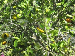 Ramphocelus flammigerus icteronotus