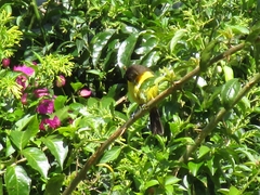 Ramphocelus flammigerus icteronotus