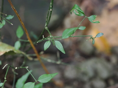 Jasminum nervosum