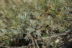 Astragalus tenuifolius