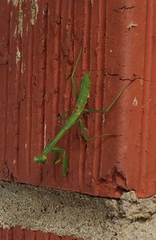 Stagmomantis carolina