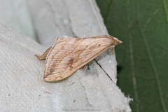 Evergestis forficalis