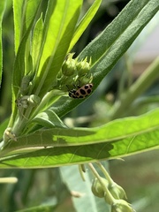 Coleomegilla maculata