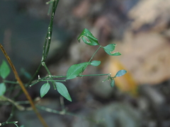Jasminum nervosum