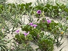Ipomoea pes-caprae