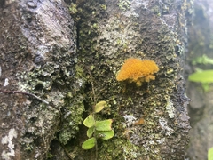 Trentepohlia