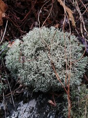 Cladonia arbuscula
