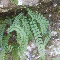 Asplenium viride