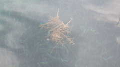Rhodophyta