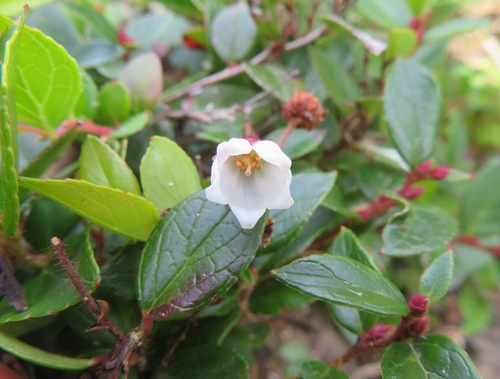 Gaultheria adenothrix, photograph 5