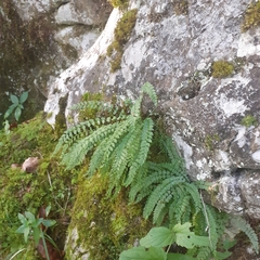 Asplenium viride