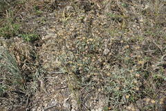 Linum pallasianum