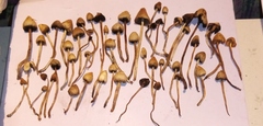 Psilocybe semilanceata