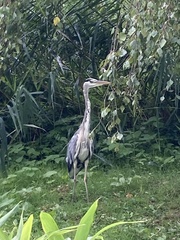 Ardea cinerea cinerea