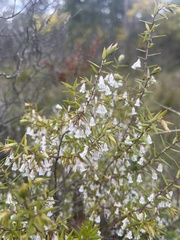 Styphelieae