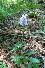 Dactylorhiza urvilleana