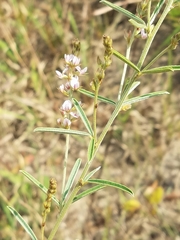 Lespedeza leptostachya
