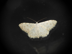 Scopula submutata
