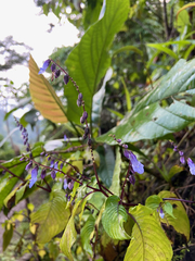 Rhynchoglossum
