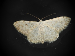 Scopula submutata