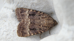 Amphipyra pyramidea