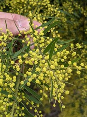 Acacia fimbriata