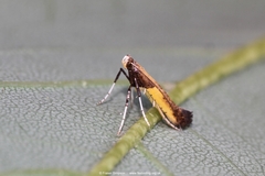 Caloptilia azaleella