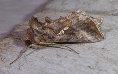 Autographa precationis