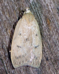 Machimia tentoriferella