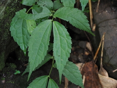Elatostema cyrtandrifolium