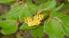 Pseudopanthera macularia