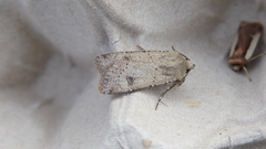 Agrotis trux