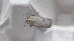 Agrotis trux