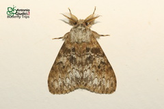 Lymantria inordinata