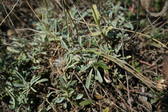 Linum pallasianum